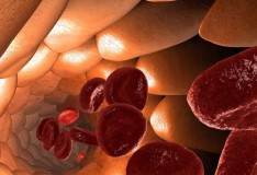 Cellule staminali aiutano a costruire vasi sanguigni in tessuti ingegnerizzati.