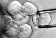 Staminali: Estrarre cellule embrionali senza distruggere l’embrione!