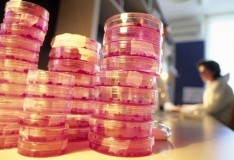 Straordinario metodo per creare cellule staminali testato in tessuti umani!
