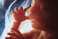 I geni di feto potrebbero offrirci la chiave per controllare le cellule staminali!
