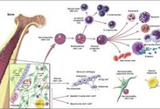 Staminali: Cellule staminali mesenchimali stromali nella cura dell’ictus!