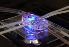 Staminali: Fusione di staminali e tecnologia organ-on-a-chip!