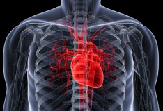 Staminali: Serve cautela nell’uso delle cellule cardiache!
