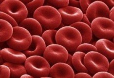 Fabbricare sangue con bioreattori e staminali