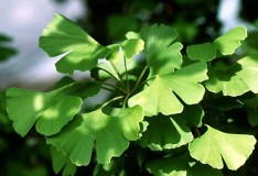 Ginko Biloba possibile aiuto per ‘rigenerare’ il cervello dopo l’ictus