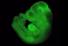 Embrione di topo sviluppato in laboratorio fino allo stadio di ‘individuo’