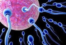Creati in laboratorio i precursori di spermatozoi e ovuli