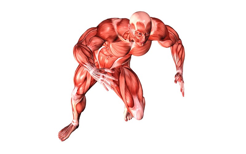 Fibre muscolari ricreate in provetta