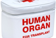 Staminali: Molto vicini alla soluzione del problema del rigetto dei trapianti.