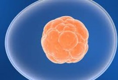 Staminali: Nuovo farmaco contro la diffusione del cancro!