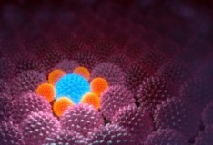 Diabete invertito nei topi utilizzando le cellule staminali!