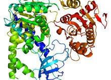 Staminali: Scoperta la proteina interruttore dei neuroni!