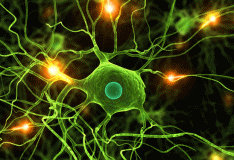Le cellule staminali possono riparare il danno nervoso!