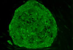 Gli staminali sono il risultato di un retrovirus!